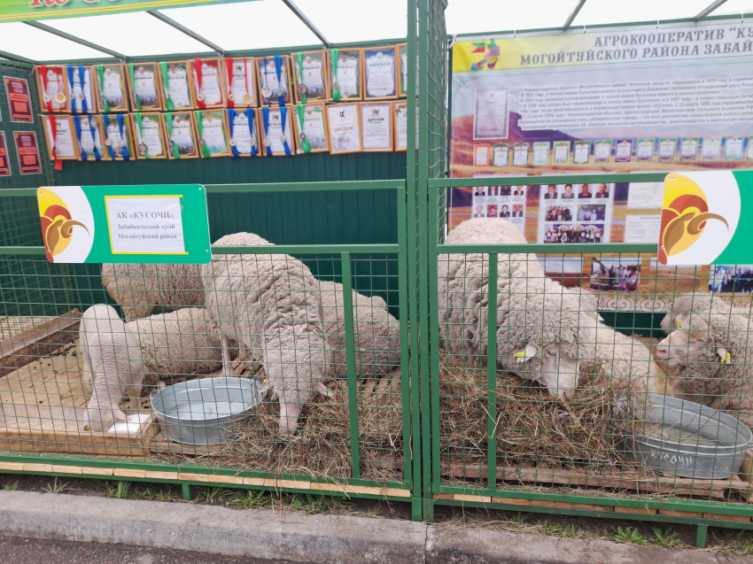 ​Забайкалье примет второй этап Российской выставки племенных овец и коз